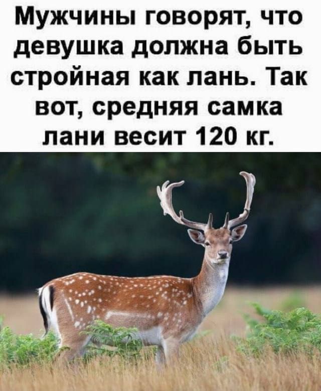 Мужчины говорят, что девушка должна быть стройная как лань. Так вот, средняя самка лани весит 120 кг.