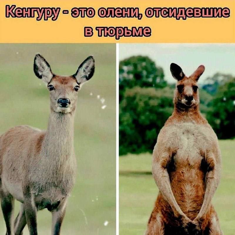 Кенгуру - это олени, отсидевшие в тюрьме