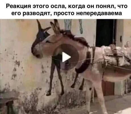 Реакция этого осла, когда он понял, что его разводят, просто непередаваема