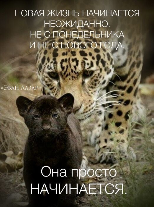НОВАЯ ЖИЗНЬ НАПСЯ НЕ 1