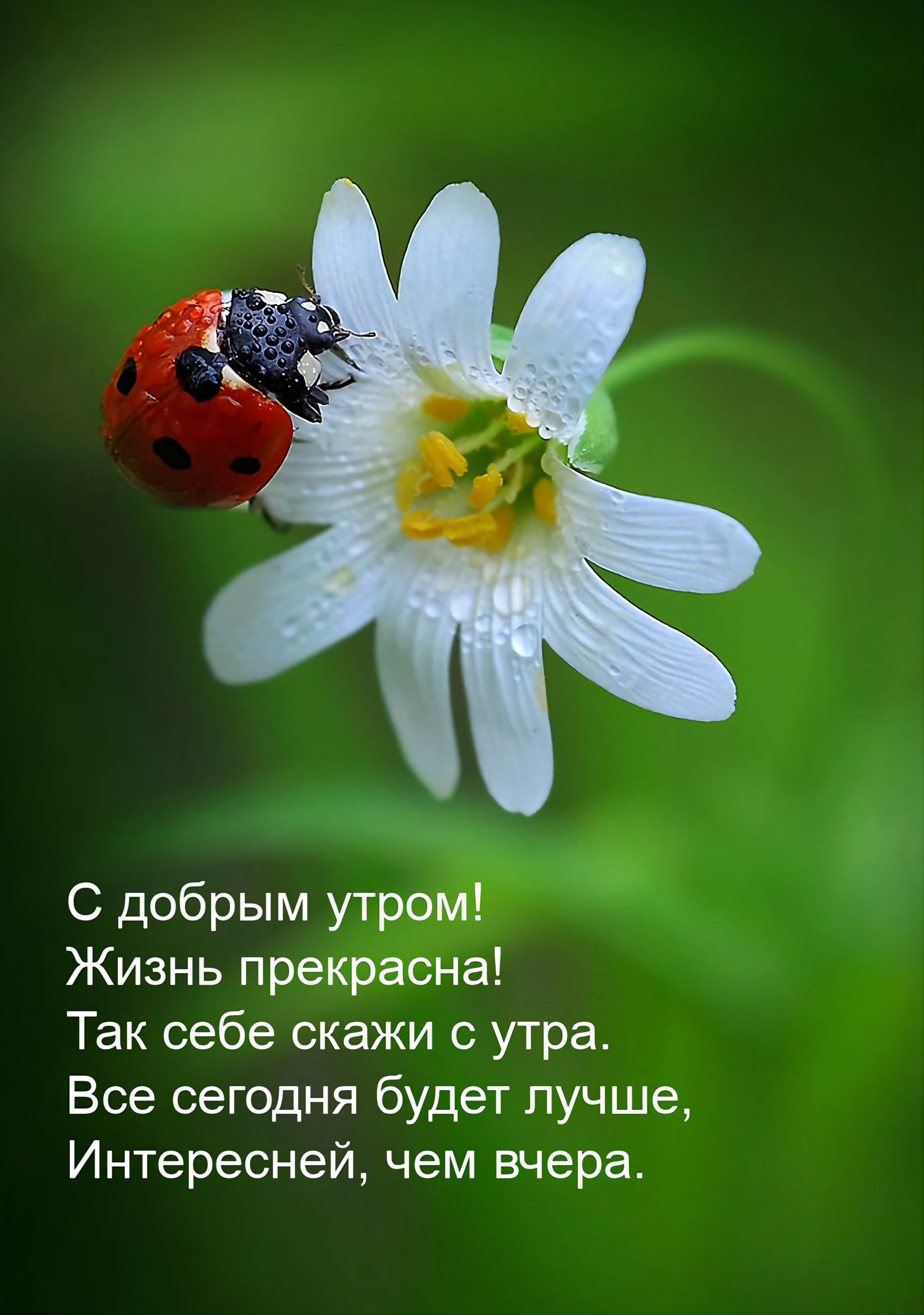 С добрым утром Жизнь прекрасна Так себе скажи с утра Все сегодня будет лучше Интересней чем вчера