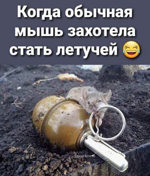 Когда обычная мышь захотела стать летучей ооы