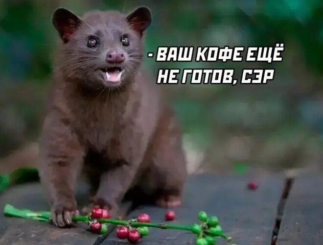 - ВАШ КОФЕ ЕЩЁ НЕ ГОТОВ, СЭР