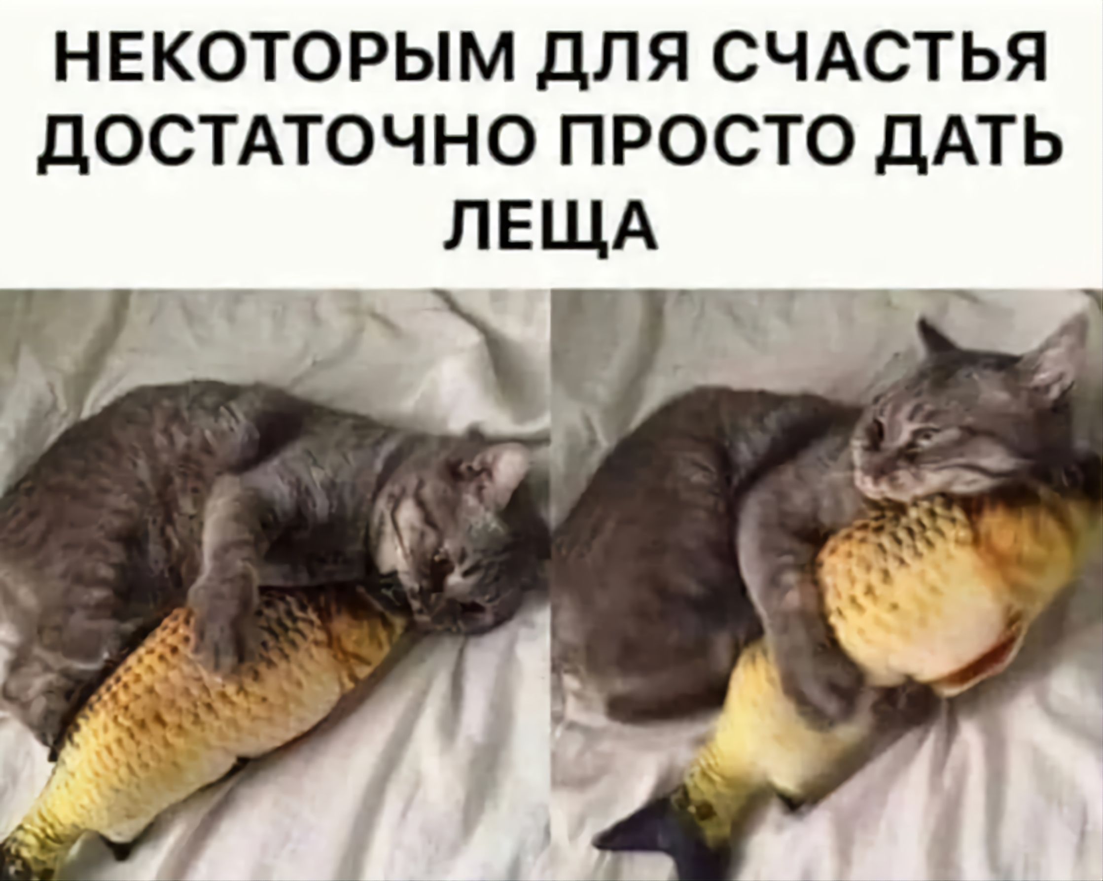 НЕКОТОРЫМ ДЛЯ СЧАСТЬЯ ДОСТАТОЧНО ПРОСТО ДАТЬ ЛЕЩА