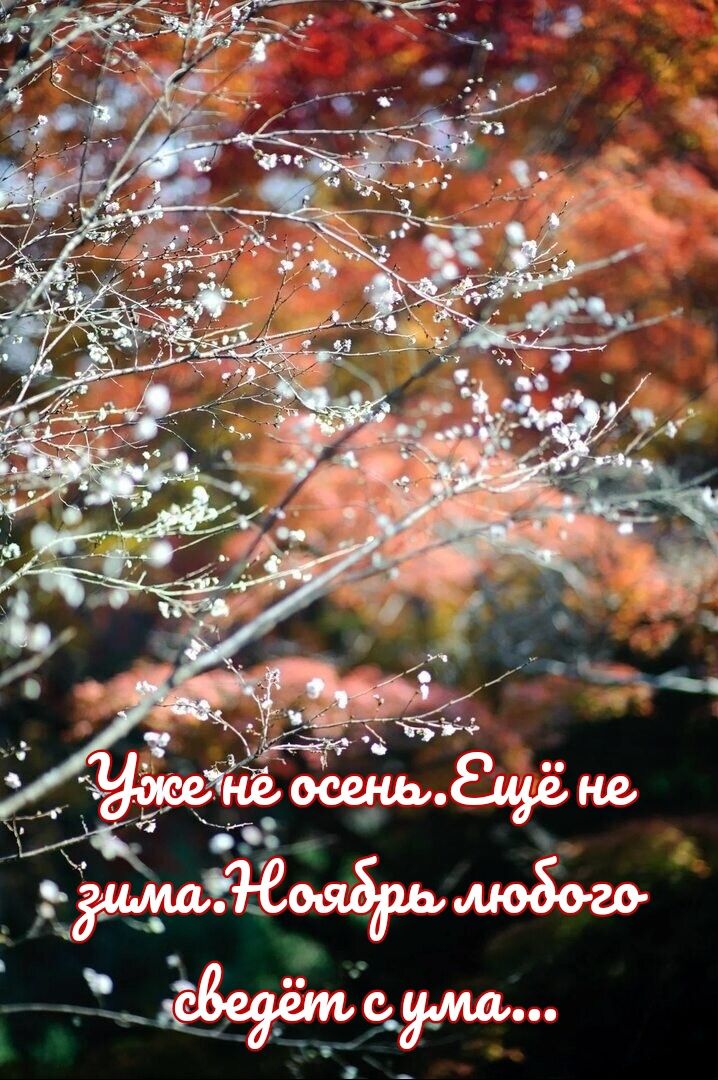 Уже не осень. Ещё не зима. Ноябрь любит любого сведёт с ума...