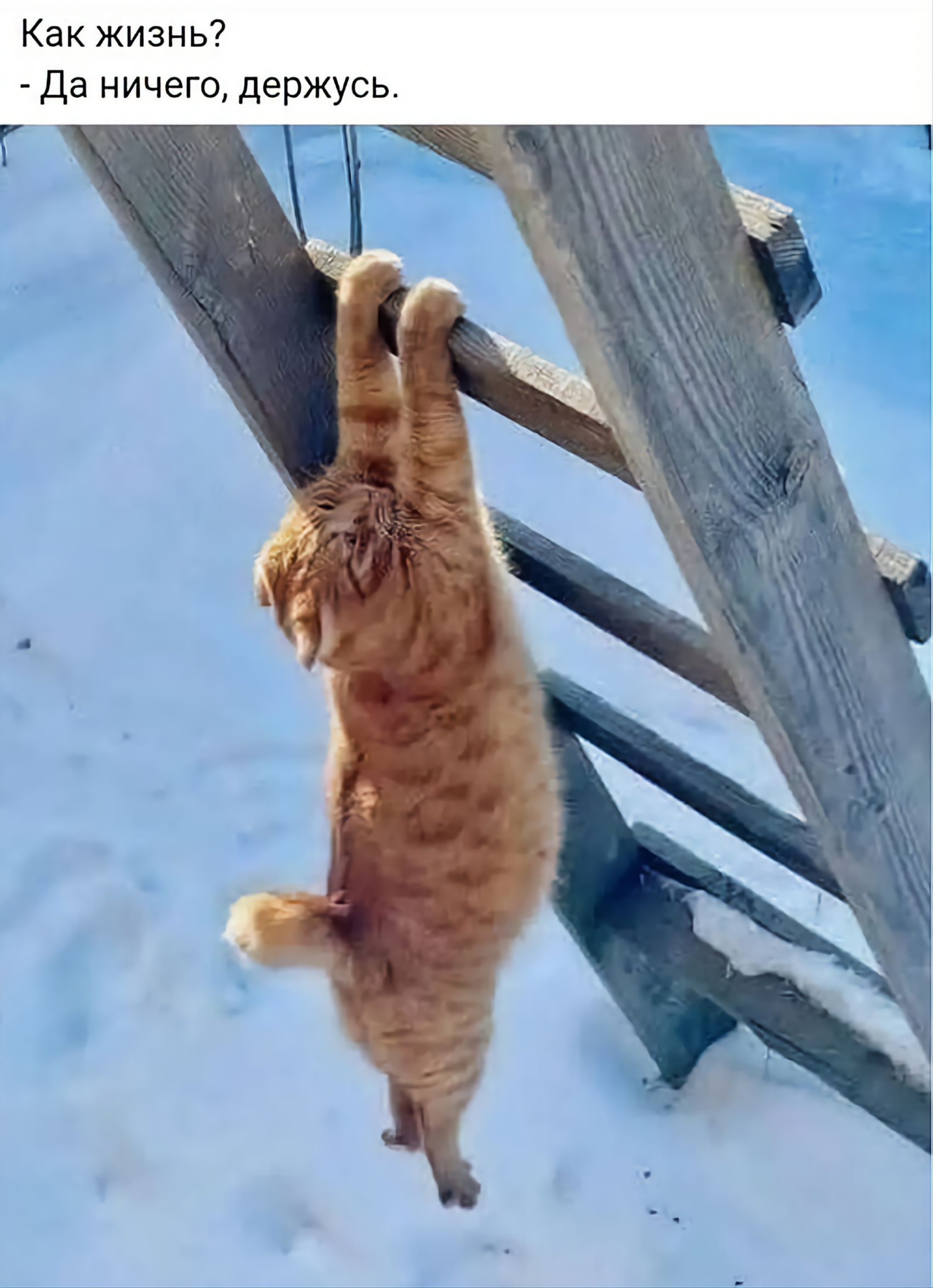 Как жизнь?
- Да ничего, держусь.