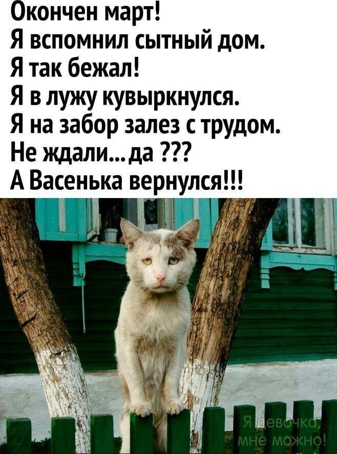Окончен март!
Я вспомнил сытный дом.
Я так бежал!
Я в лужу кубыркнулся.
Я на забор залез с трудом.
Не ждали... да ???
А Васенька вернулся!!!