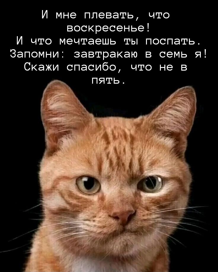 И мне плевать, что воскресенье! И что мечтаешь ты поспать. Запомни: завтракаю в семь я! Скажи спасибо, что не в пять.