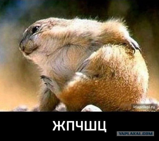 ЖПЧЩ