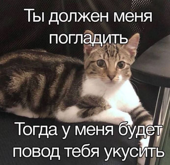 Ты должен меня погладить
Тогда у меня будет повод тебя укусить