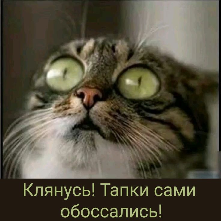Клянусь! Тапки сами обоссались!