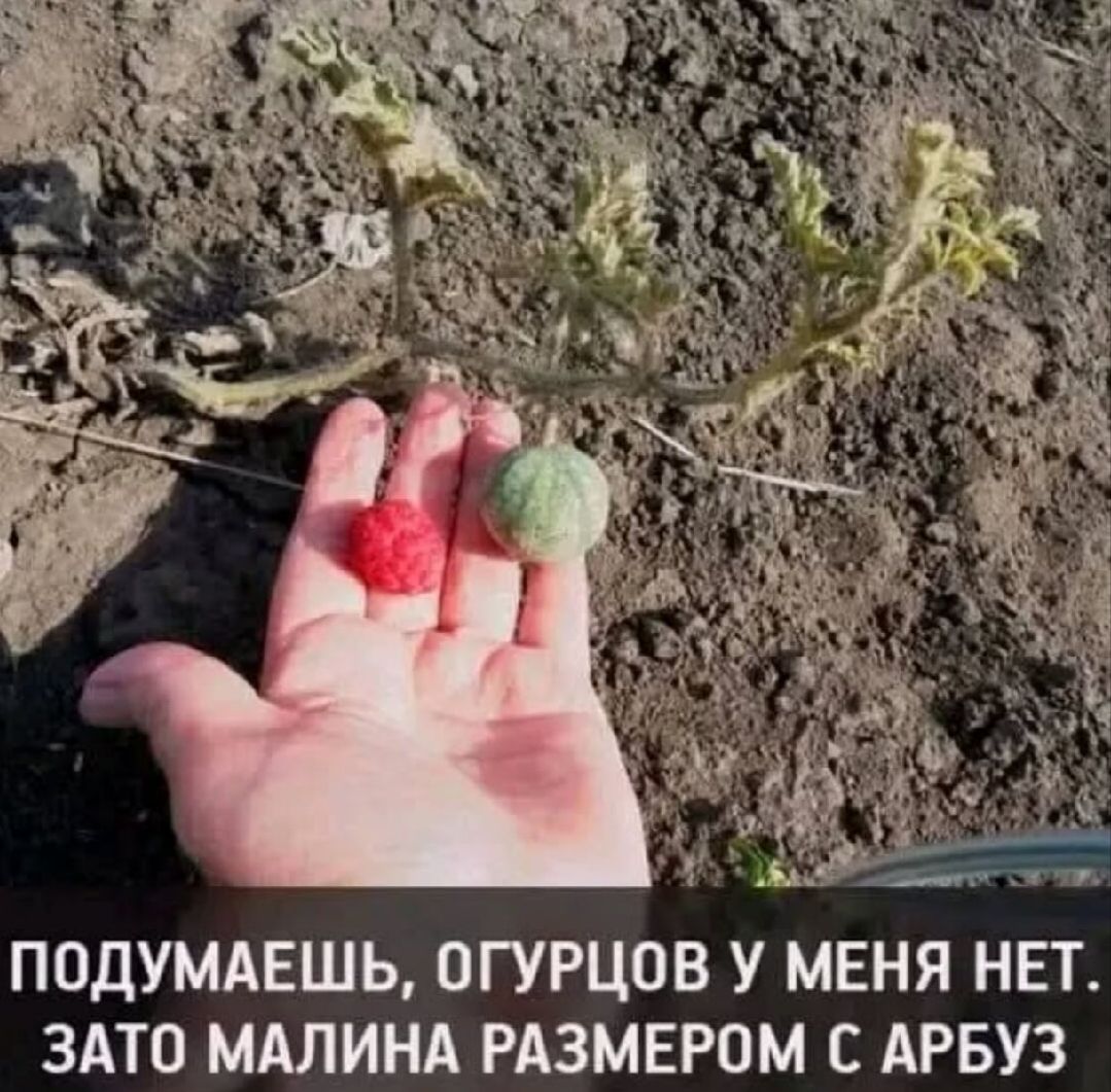 Подумаешь, огурцов у меня нет. Зато малина размером с арбуз.