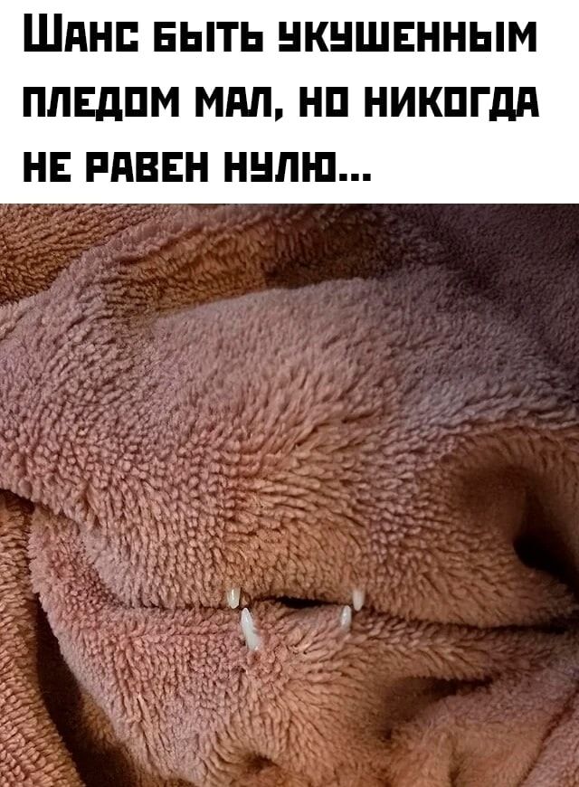 Шанс быть укушенным пледом мал, но никогда не равен нулю...