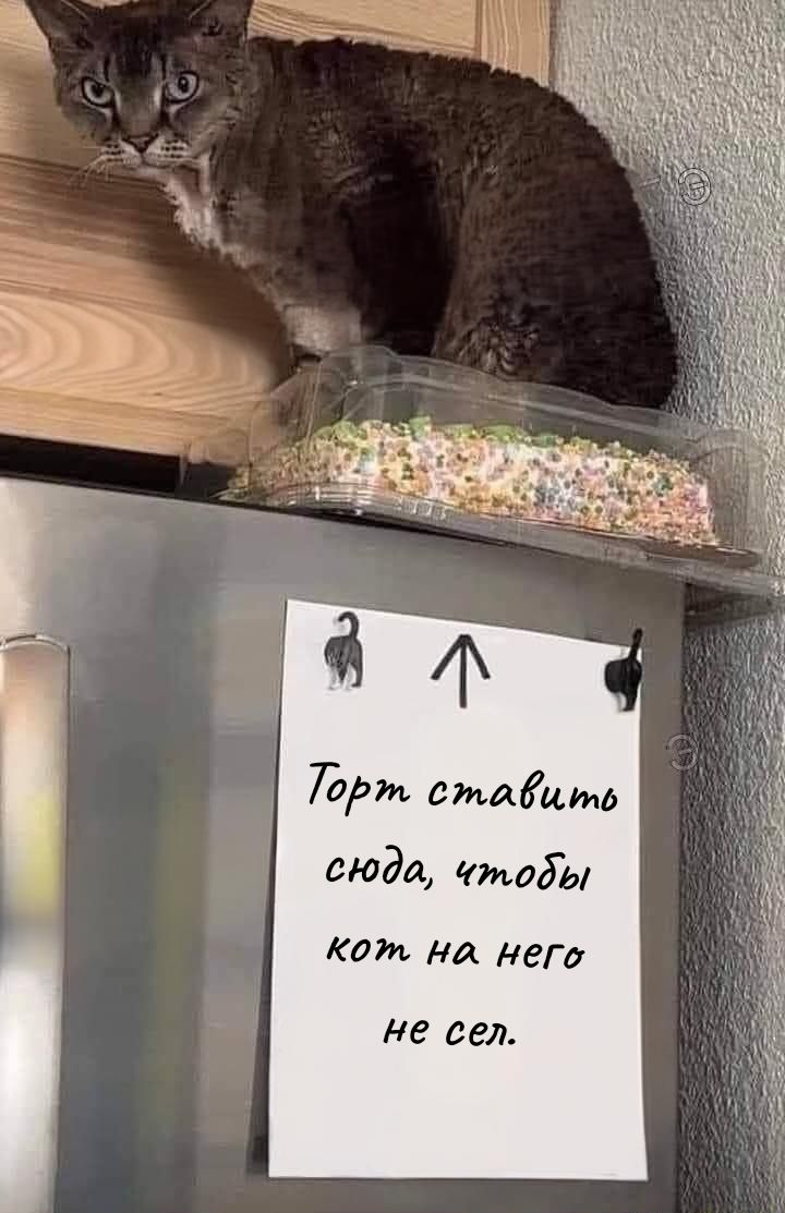Торт ставить сюда, чтобы кот на него не сел.