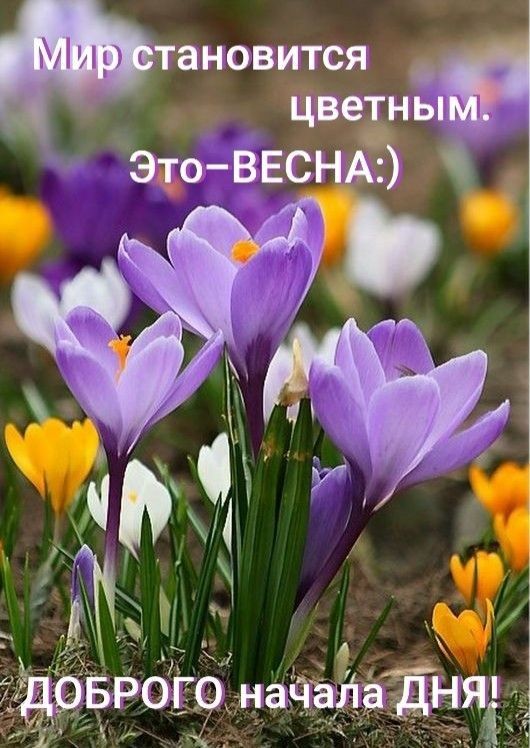 ТЗНОВИТСЯ цвечы
