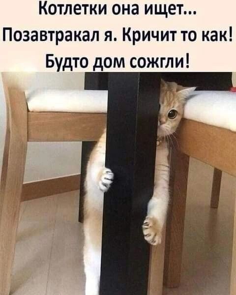 Котлетки она ищет Позавтракал я Кричит то как Будто дом сожгли