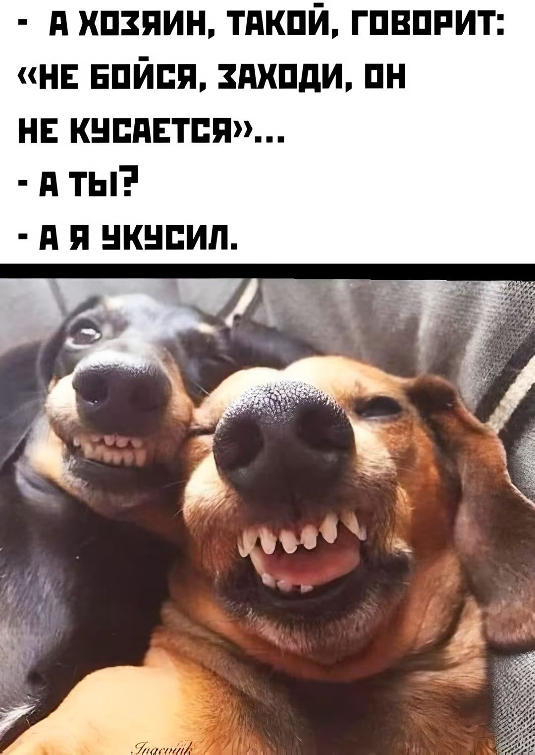 А ХОЗЯИН, ТАКОЙ, ГОВОРИТ: «НЕ БОЙСЯ, ЗАХОДИ, ОН НЕ КУСАЕТСЯ»...  - А ТЫ?  - А Я УКУСИЛ.