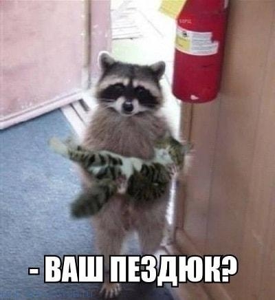 виш пвзіпюнэ