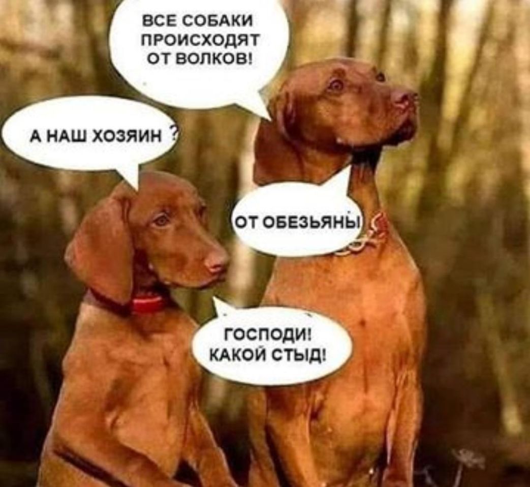 ВСЕ СОБАКИ ПРОИСХОДЯТ ОТВОЛКОВ _ А НАШ ХОЗЯИН от оввзьяны ГОСПОДИ КАКОЙ СТЫД