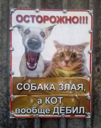 остбюжноп 7 з соБАКА зпЁАя акот ЁЗЗЁЩЭ ДЕБИП 54
