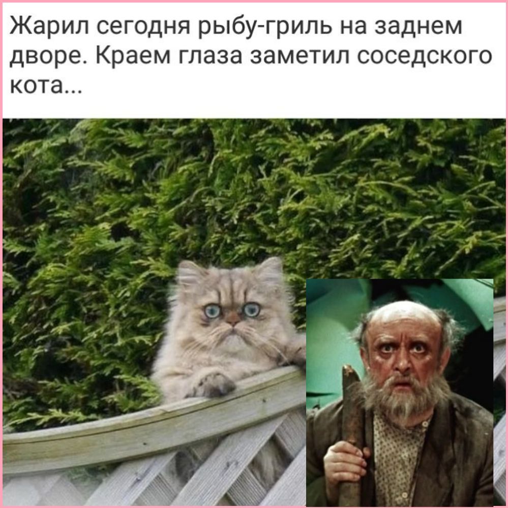 Жарил сегодня рыбу гриль на заднем дворе Краем глаза заметил соседского кота