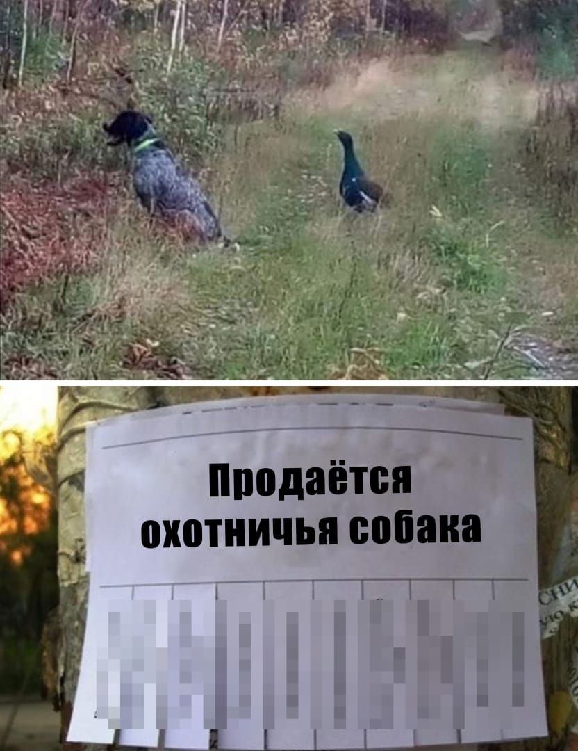 нподаётон охотничья собака