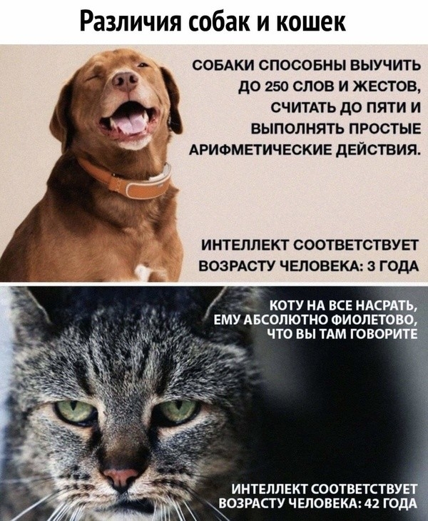 Различия собак и кошек СОБАКИ способны выучить до 250 слов и ЖЕстов считдть до пяти и ВЫПОЛМЯТЬ ПРОСТЫЕ АРИФМЕТИЧЕСКИЕ дЕЙСТВИП ИНТЕЛЛЕКТ СООТВЕТСТВУЕТ ВОЗРАСТУ ЧЕЛОВЕКА ГОДА _ коту ИА ВСЕ НАСРДТЪ ЕМУ Абсолютно Фиолпою что вы им говоит интеллект соответствувт родину ч ЕЛОВЕКА п годя