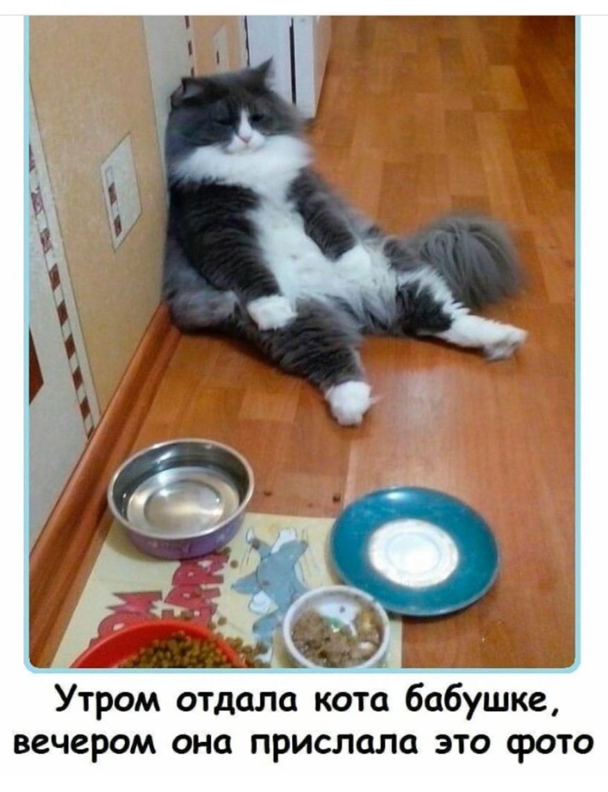 Утром отдало кото бабушке вечером она прислало это фото