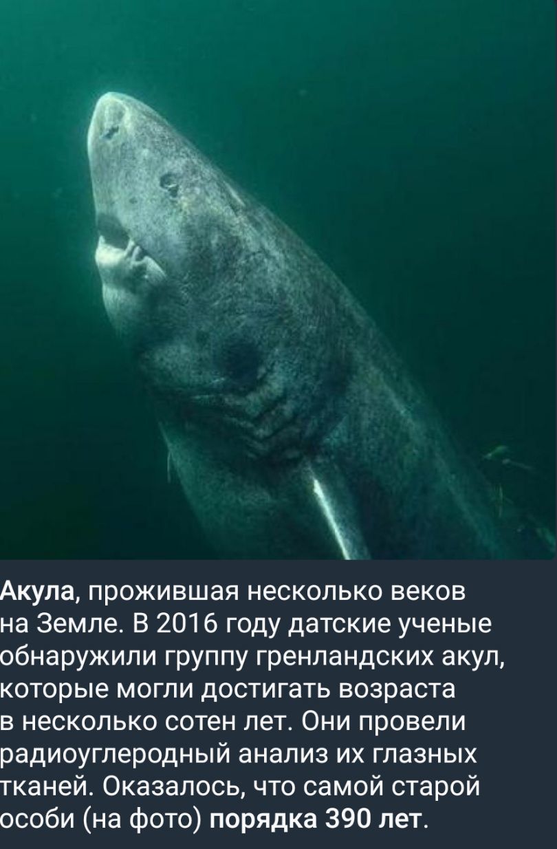 Акула прожившая несколько веков на Земле В 2016 году датские ученые обнаружили группу гренландских акул которые могли достигать возраста в несколько сотен лет Они провели радиоуглеродный анализ их глазных тканей Оказалось что самой старой особи на фото порядка 390 лет