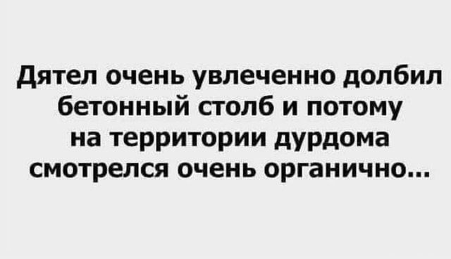 дятел очень увлеченно допбип бетонный столб и потому на территории дурдома смотрелся очень органично