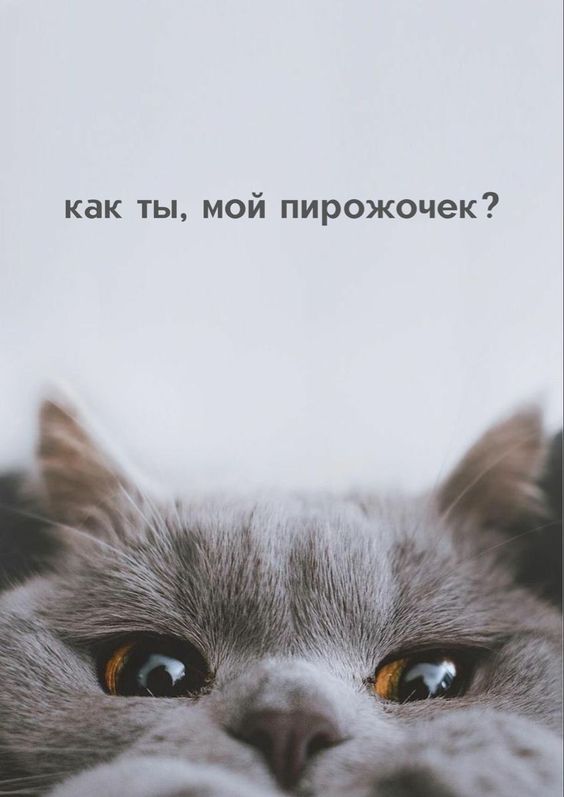 как ты, мой пирожочек?