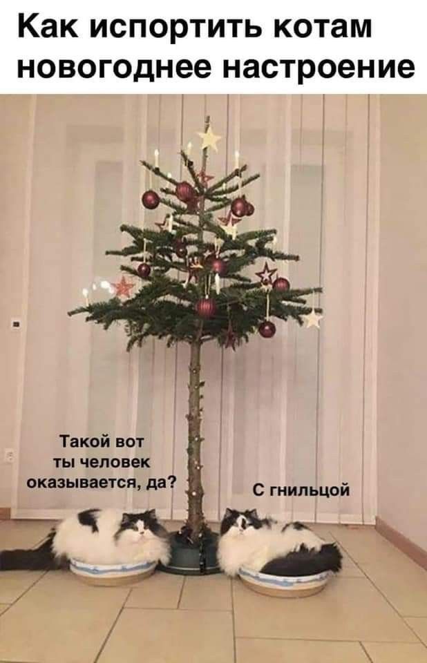 Как ИСПОРТИТЬ котам НОВОГОДНЭЕ настроение Такой вот ТЫ ЧВПФВВК акциза тоя Аа _ с гиипьцой