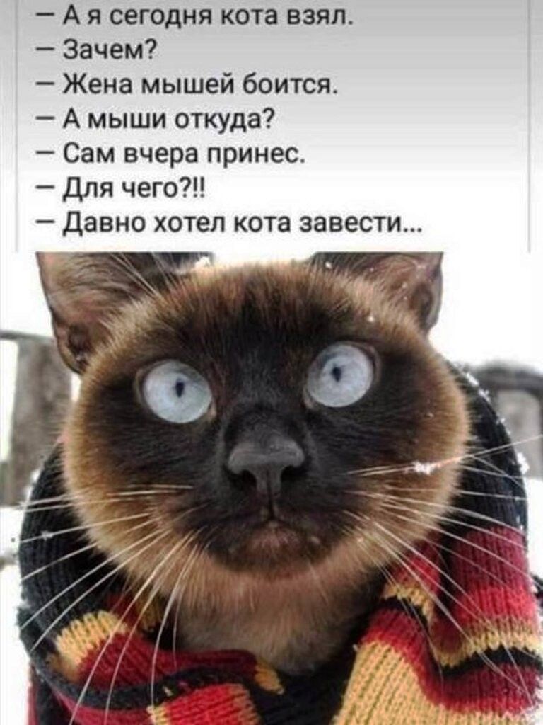 – А я сегодня кота взял.
– Зачем?
– Жена мышей боится.
– А мыши откуда?
– Сам вчера принёс.
– Для чего?!!
– Давно хотел кота завести...