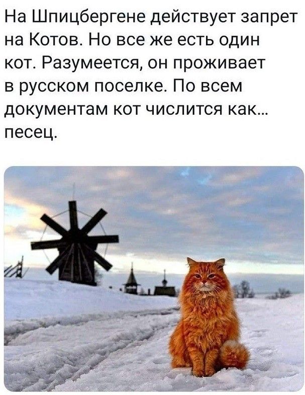 На Шпицбергене действует запрет на Котон Но все же есть один кот Разумеется он проживает в русском поселке По всем документам кот числится как песец