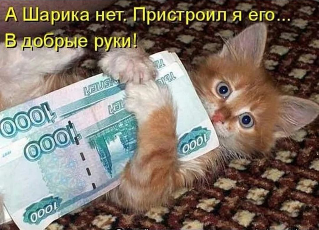 А Шарика нетГТристройлья его