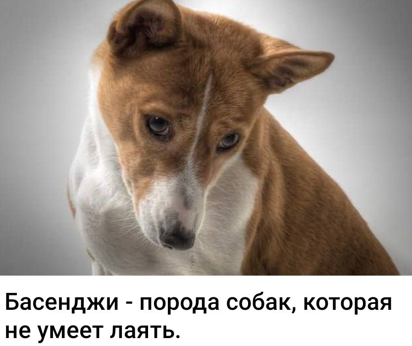 Басенджи порода собак которая не умеет паять