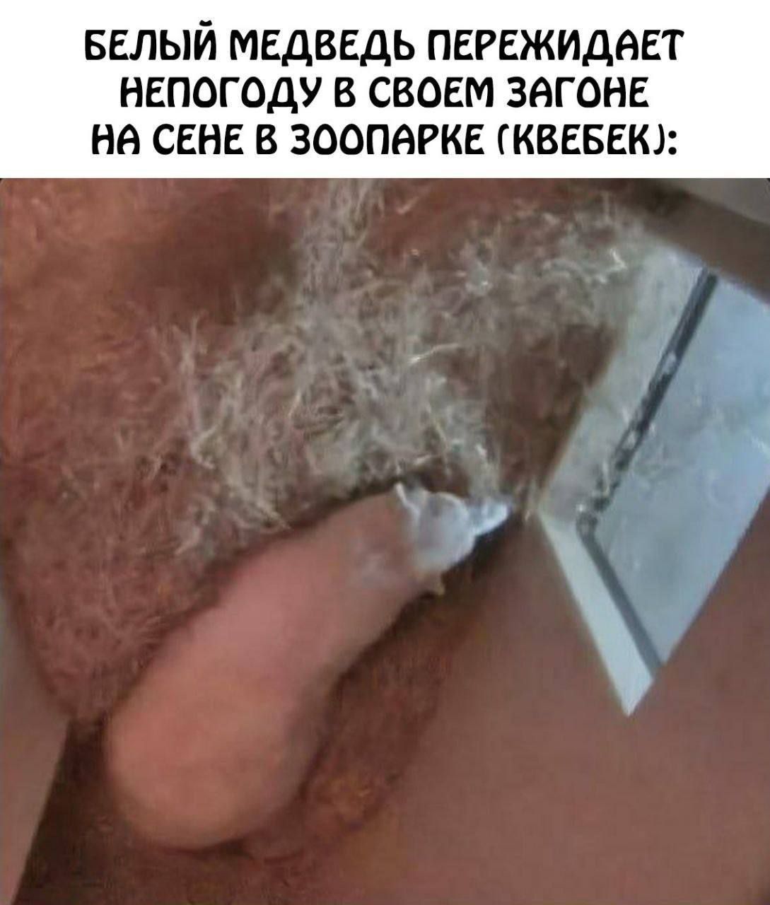 БЕЛЫЙ МЕДВЕДЬ ПЕРЕЖИДАЕТ НЕПОГОДУ В СВОЕМ ЗАГОНЕ НА СЕНЕ В ЗООПАРКЕ (КВЕБЕК):