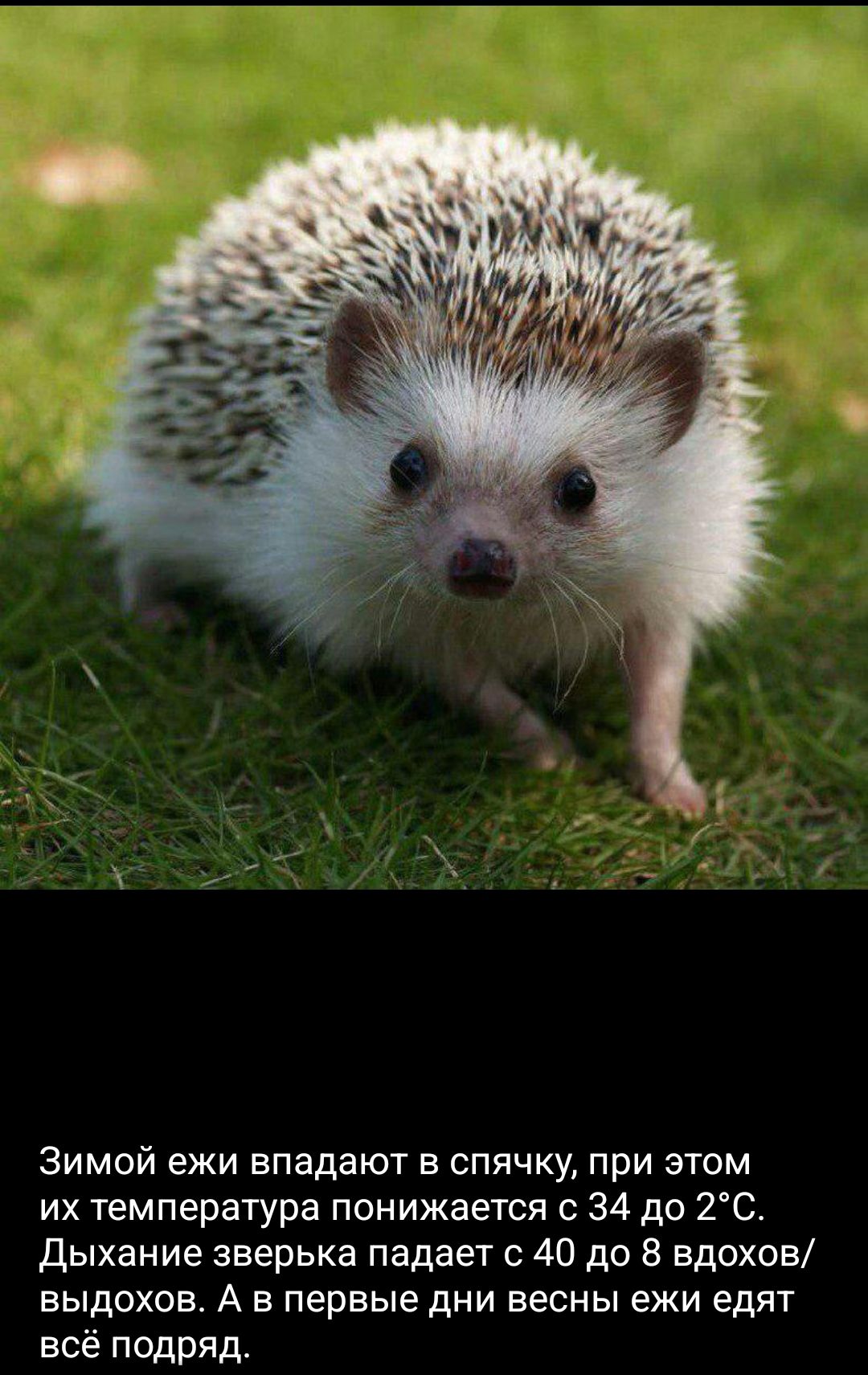 Зимой ёжи впадают в спячку, при этом их температура понижается с 34 до 2°C. Дыхание зверька падает с 40 до 8 вдохов/выдохов. А в первые дни весны ёжи едят всё подряд.