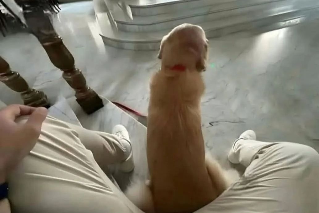 Собака сидит между ног человека на лестнице