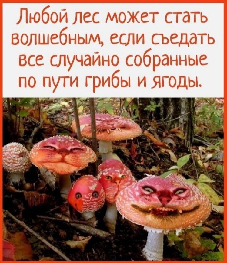 Любой лес может стать волшебным если съедать все случайно собранные по пути грибы и ягоды