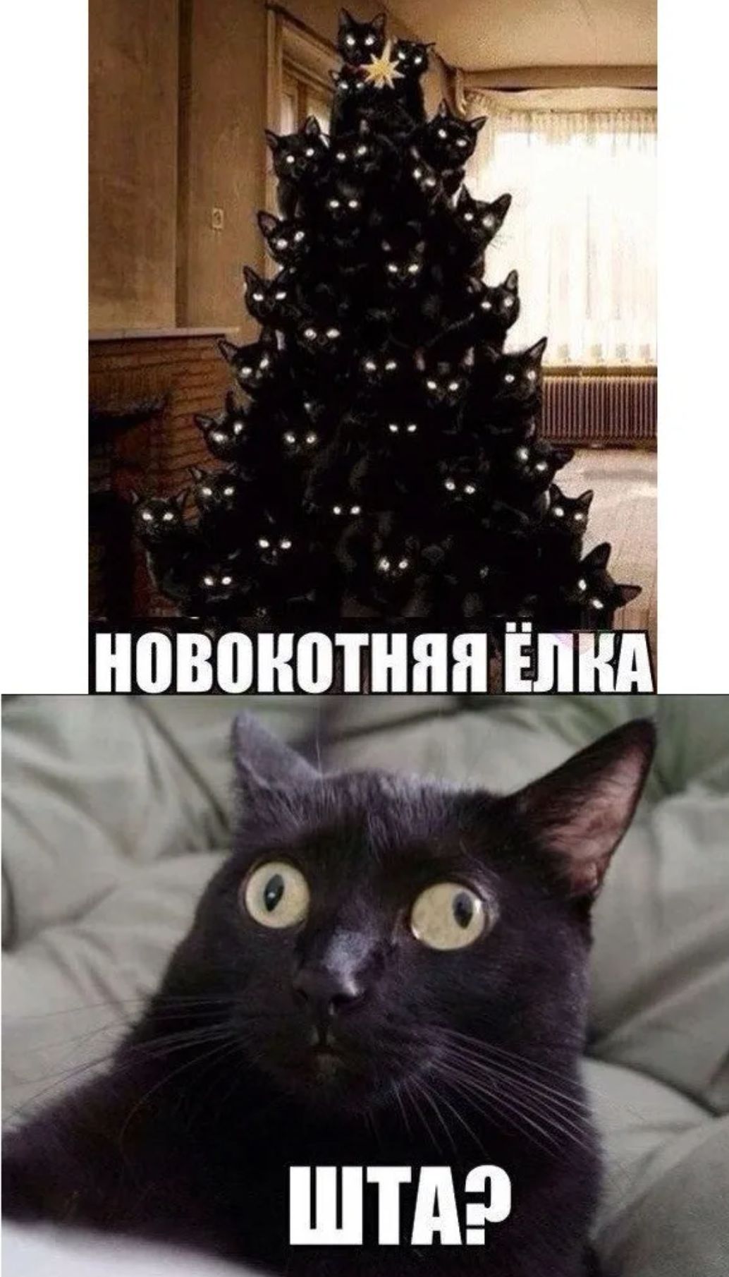Кот и елка с надписями