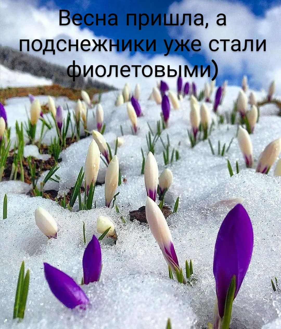 в Лад одснежниКИУЖеИ стали ОЛ еТО В Ьм