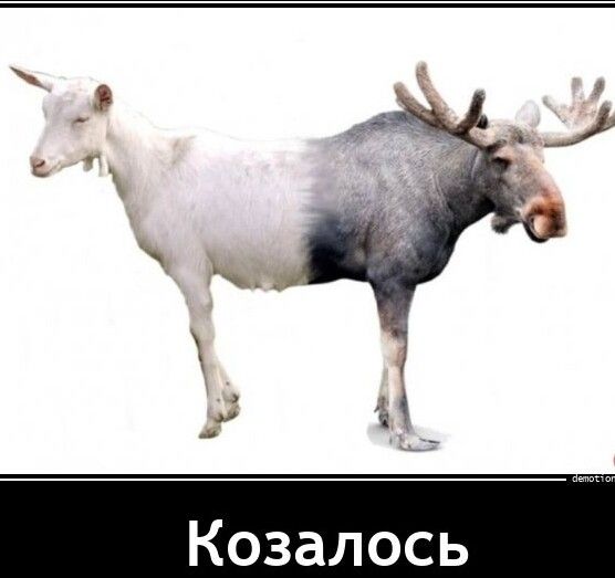 Козалось
