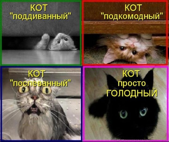 КОТ _ подкомодный