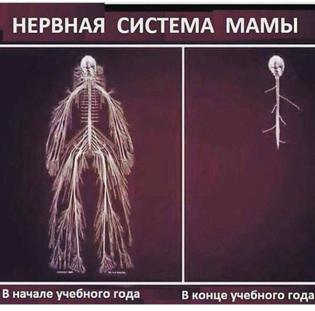 НЕРВНАЯ СИСТЕМА МАМЫ
В начале учебного года
В конце учебного года
