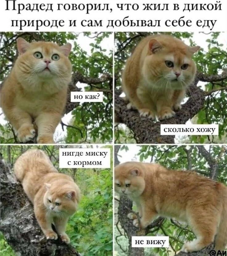 Прадед говорил, что жил в дикой природе и сам добывал себе еду
но как?
сколько хожу
нигде миску с кормом
не вижу