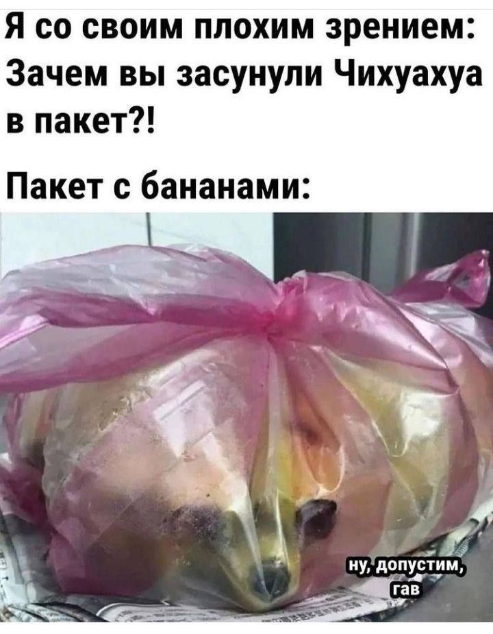 Я со своим плохим зрением: Зачем вы засунули Чихуахуа в пакет?! Пакет с бананами: ну, допустим, гав