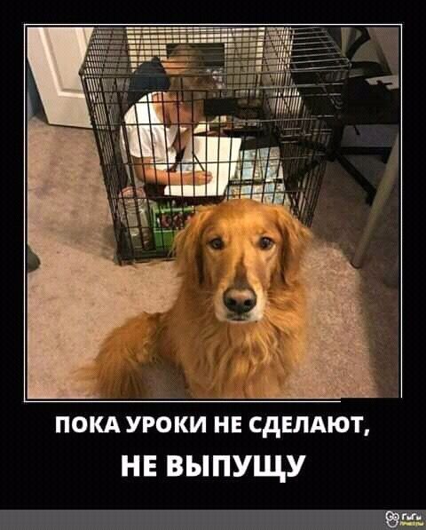 ПОКА УРОКИ НЕ СДЕЛАЮТ, НЕ ВЫПУЩУ