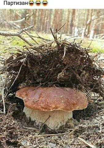Партизанйэы _