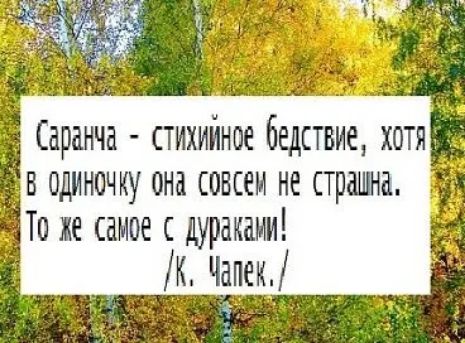 Саранча стихийное бедствие хотя одиночку она совсем не стража _ не самое дураками _ к Чапек _